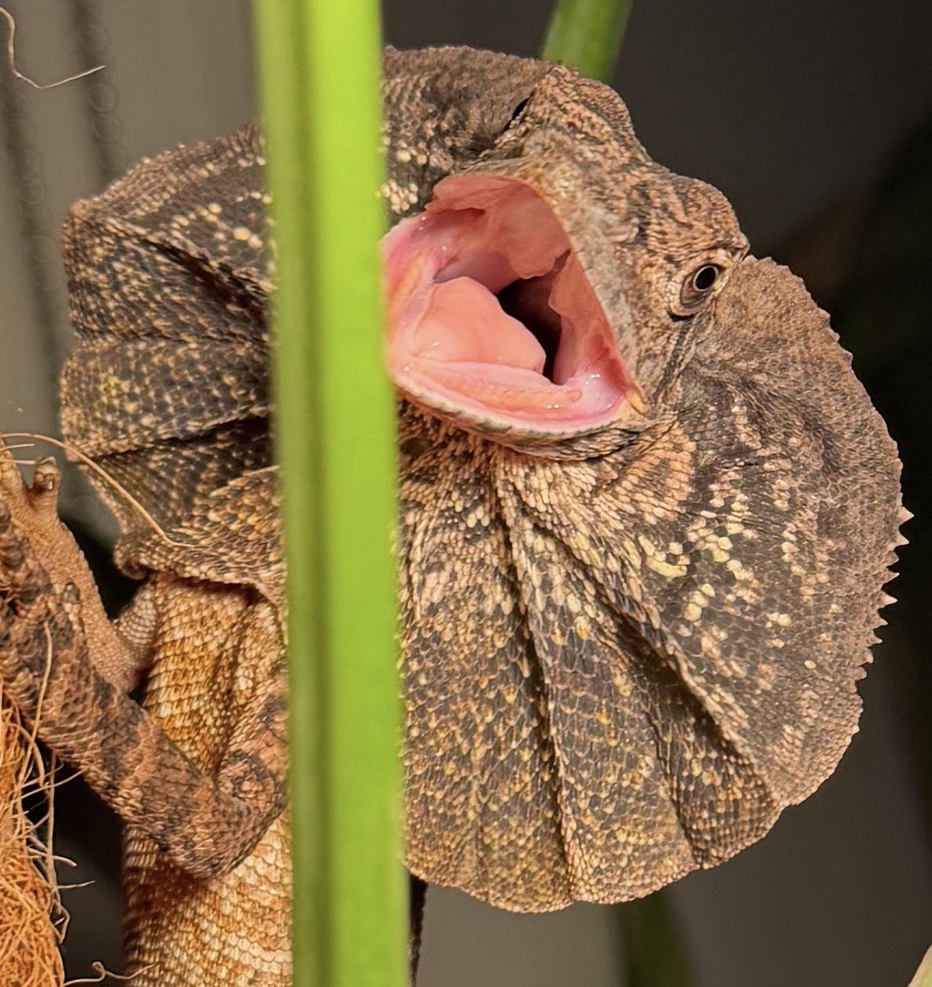 Frilled dragon with its frill displayed