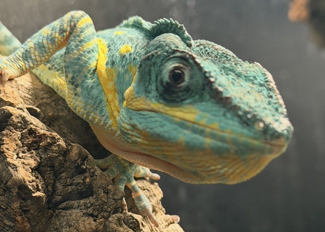 Chameleon resting on a branch