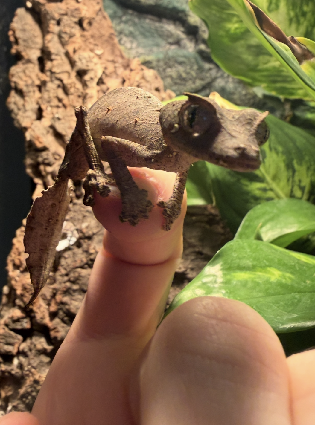 Satanic leaf-tailed gecko perched on a fingertip