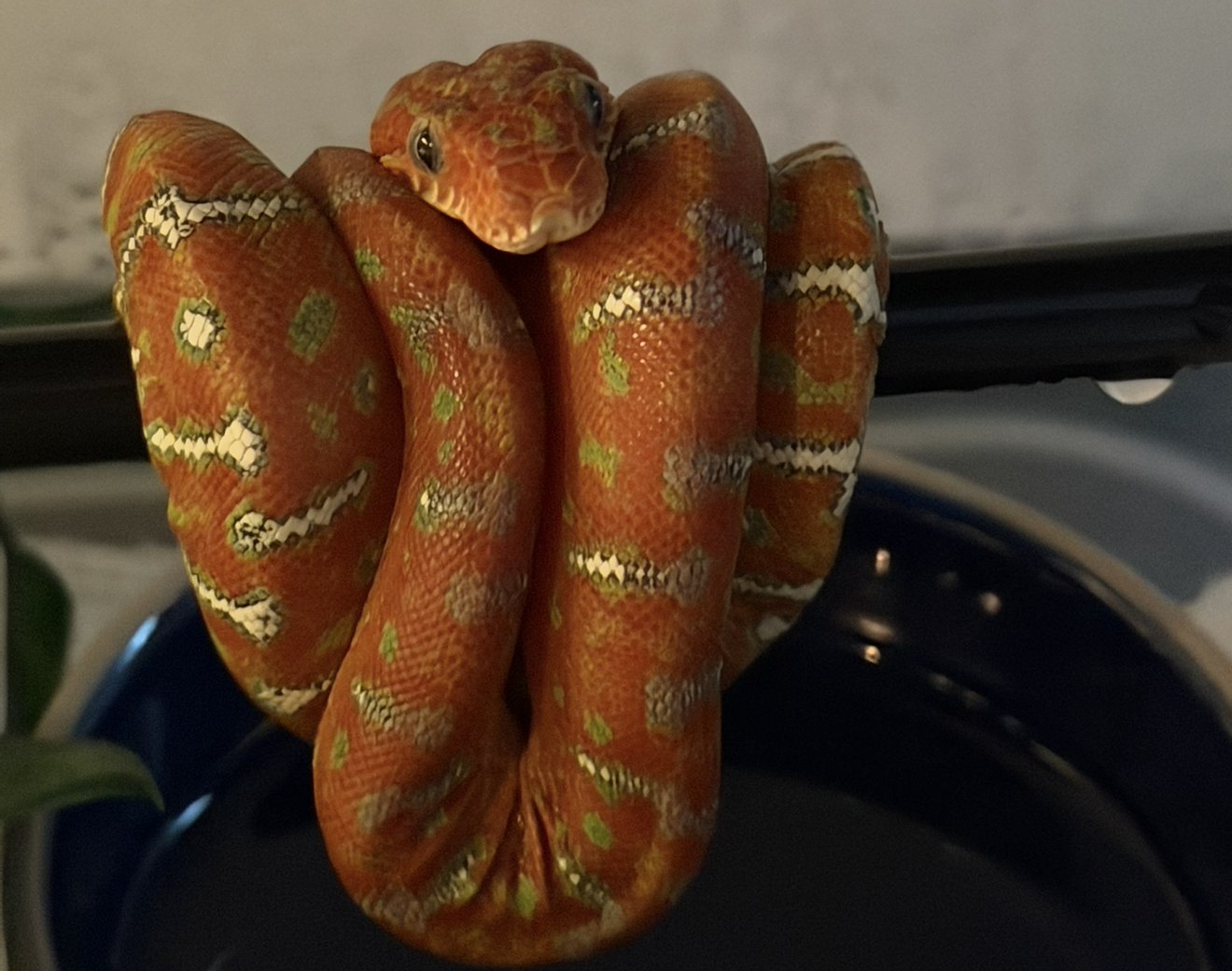 Emerald tree boa coiled on a perch