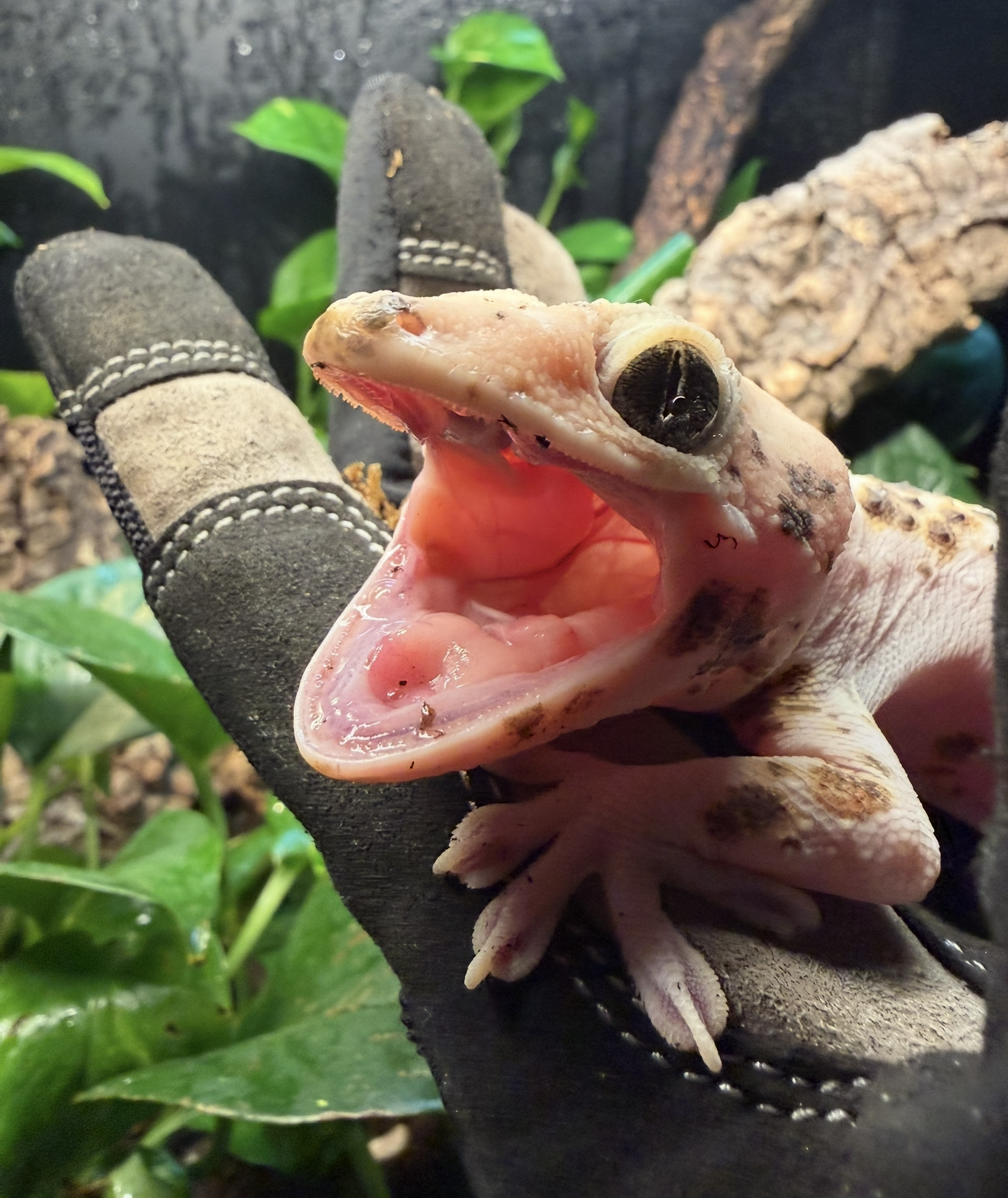 Gecko being handled with a gloved hand