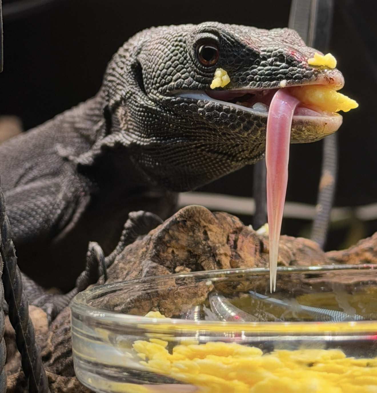 Monitor lizard feeding in its enclosure