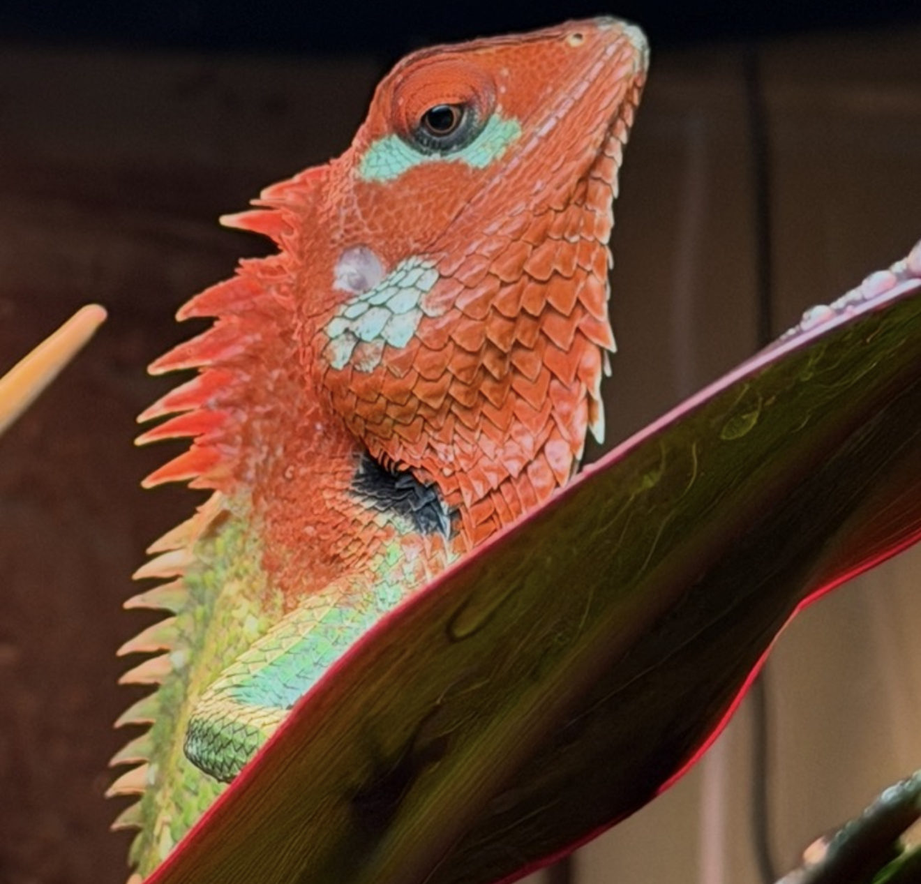 Oriental garden lizard climbing a leaf