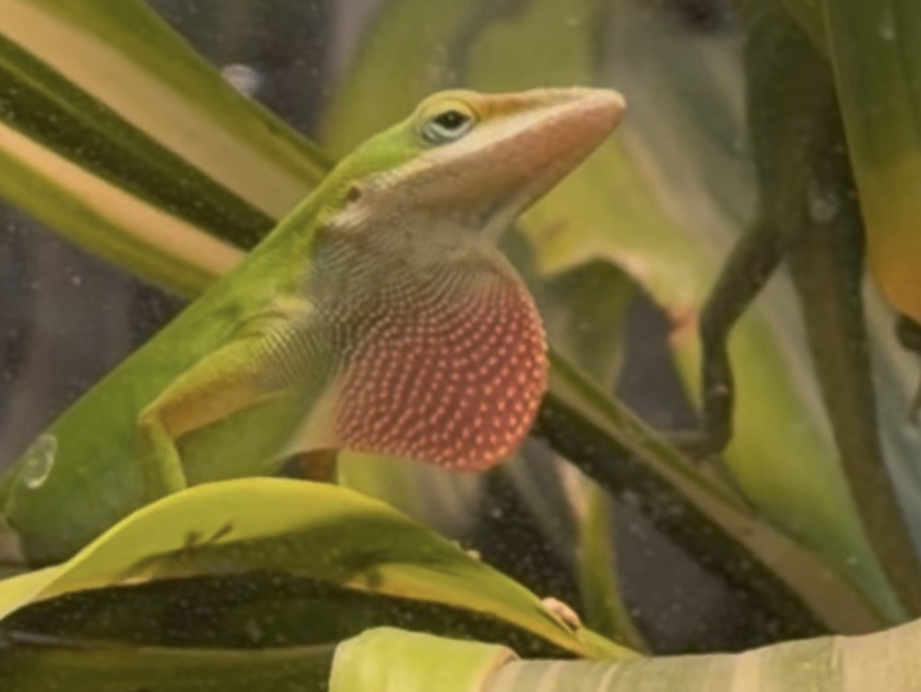 Green anole displaying its dewlap